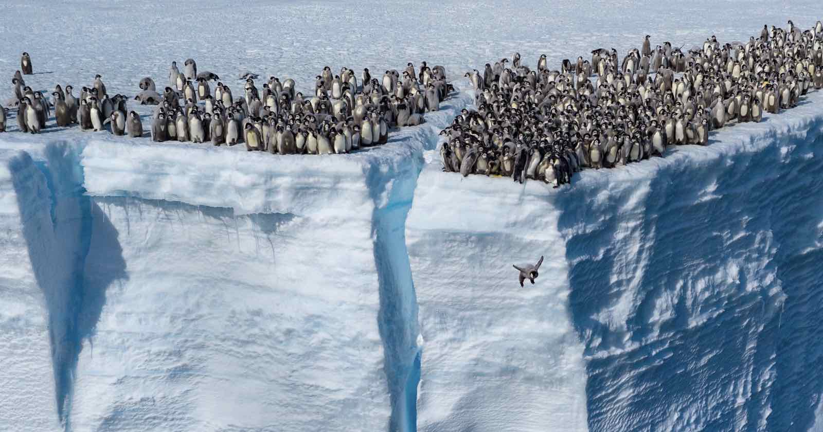 Emperor penguins leaping from an ice cliff in Antarctica
